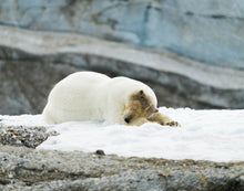 Load image into Gallery viewer, Male polar bear sleeping on snow
