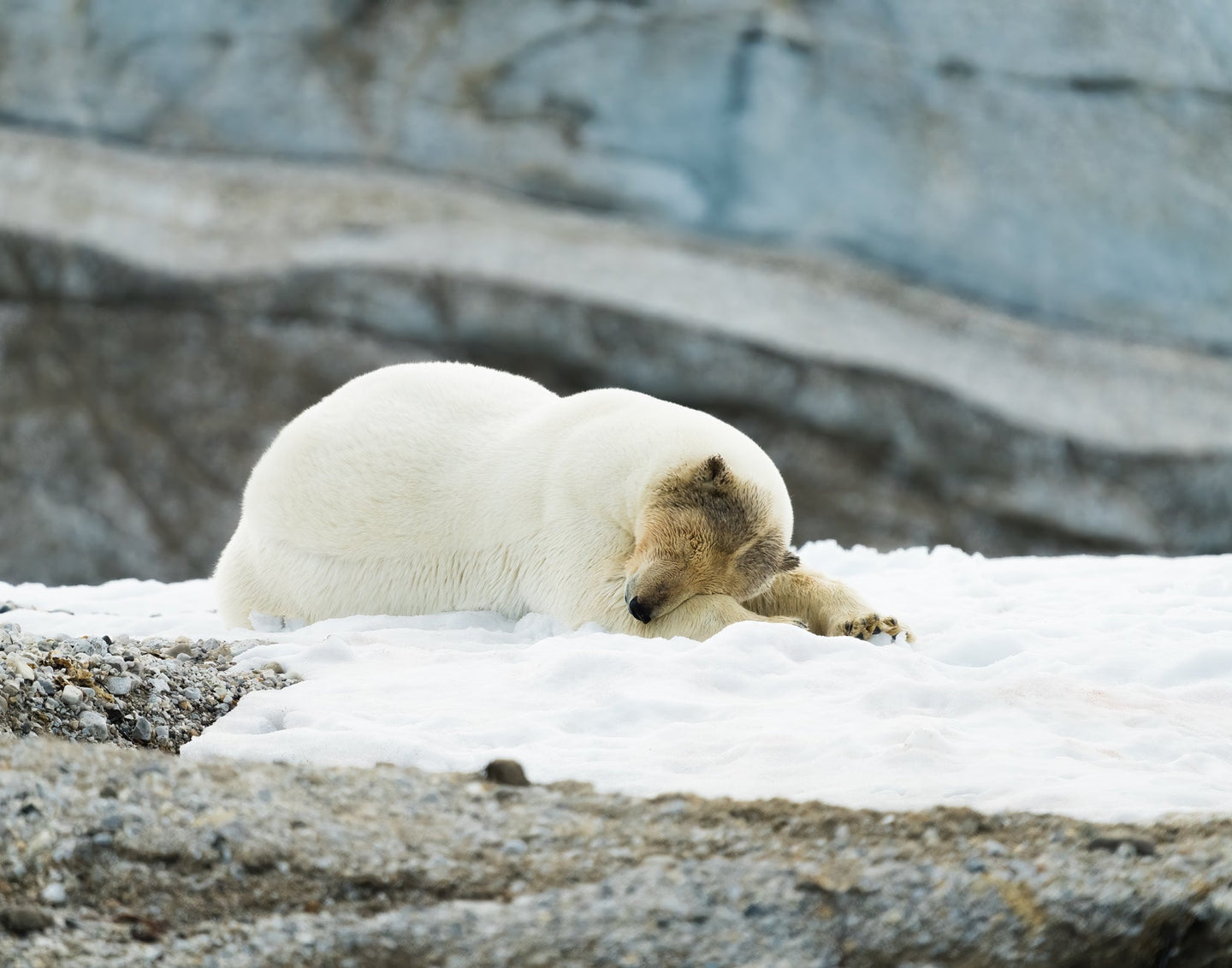 Male polar bear sleeping on snow