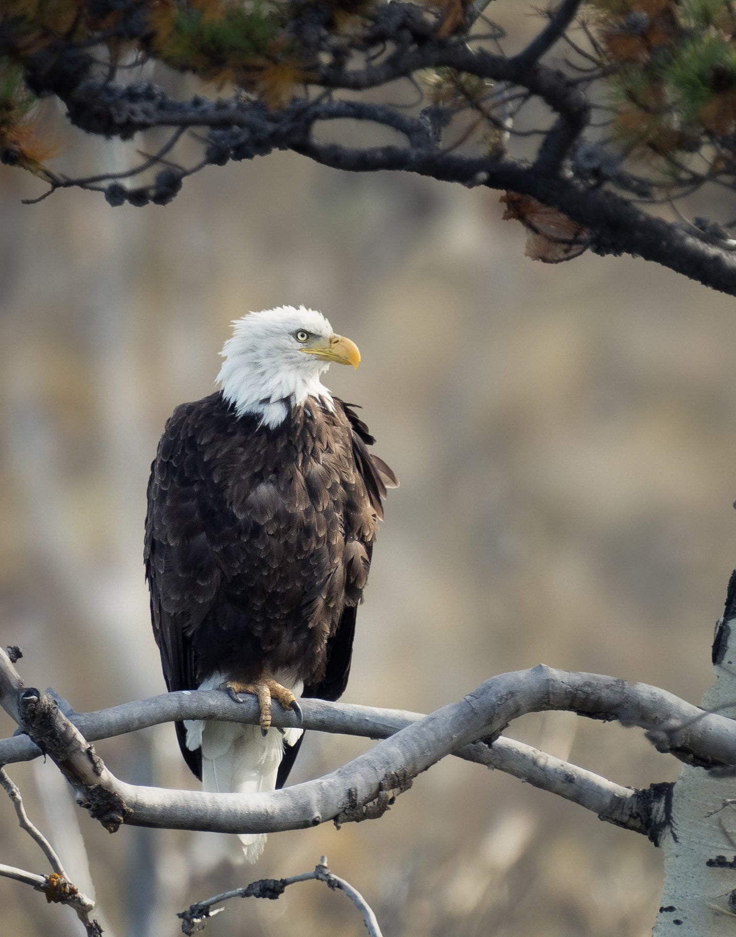 bald eagle resting on a tree branch