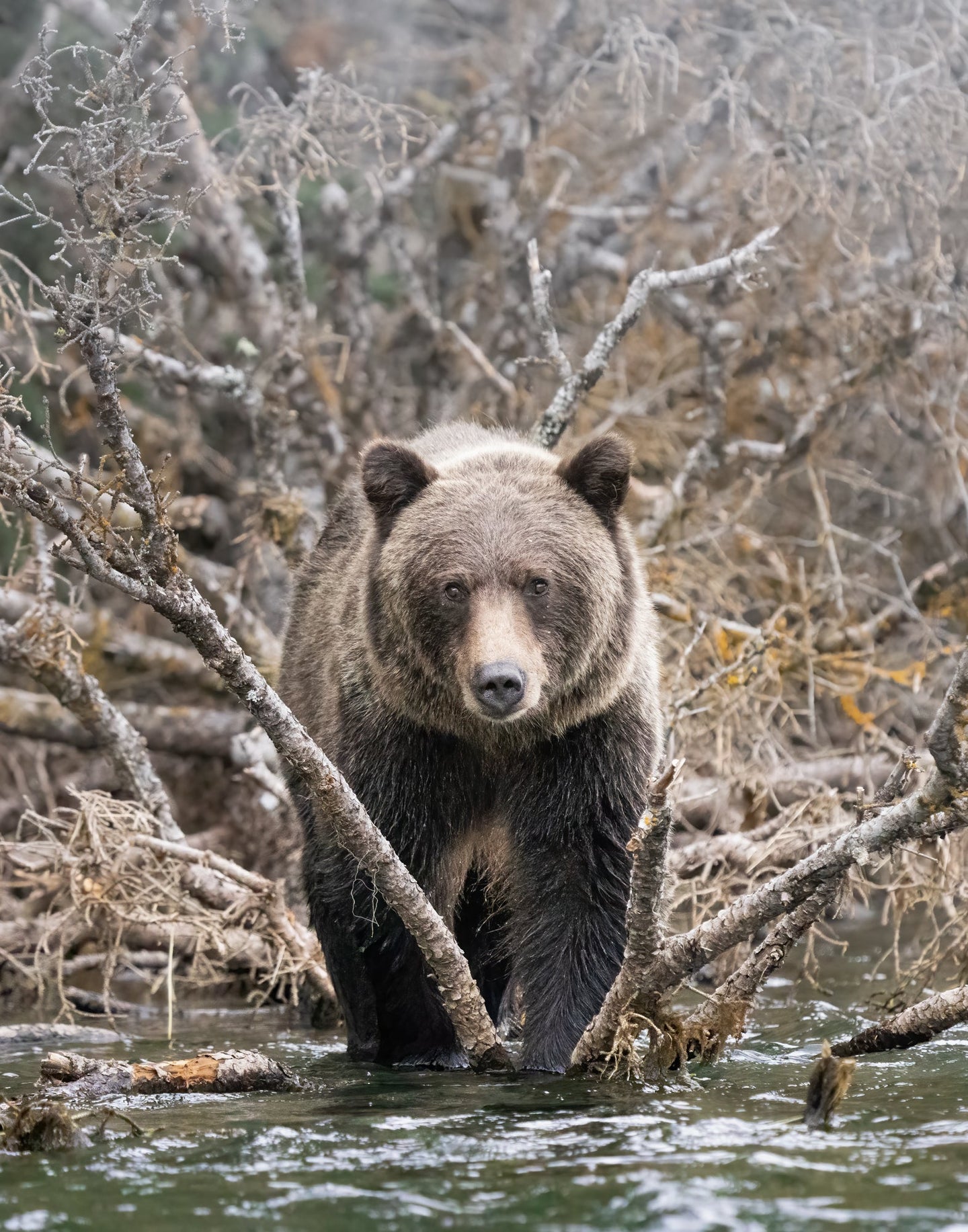Image of a Grizzly Bear walking through the bush on the edge of Chilko River