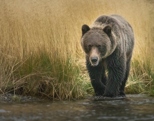 Image of a grizzly on the hunt for salmon fish