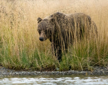 Load image into Gallery viewer, Image of a grizzly bear hidden behind tall yellow grass
