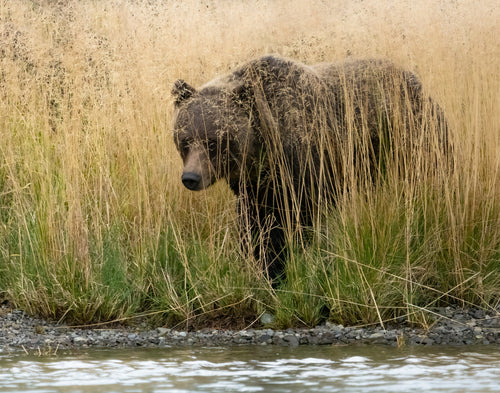 Image of a grizzly bear hidden behind tall yellow grass