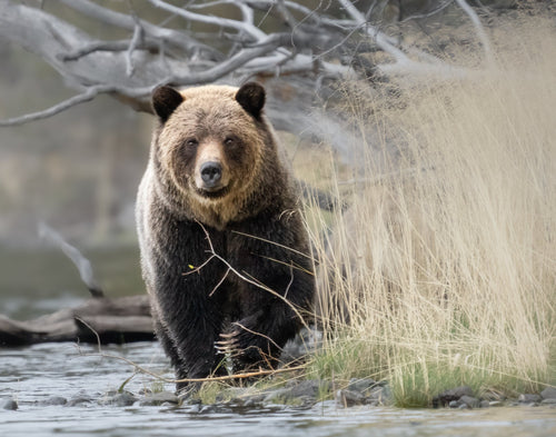 Image of a Grizzly bear walking along the edge of the river