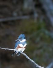 Load image into Gallery viewer, image of a kingfisher resting on a tree branch
