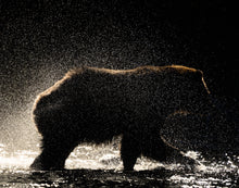 Load image into Gallery viewer, Silhouette image of a grizzly bear shaking water off its body
