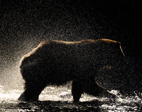 Silhouette image of a grizzly bear shaking water off its body