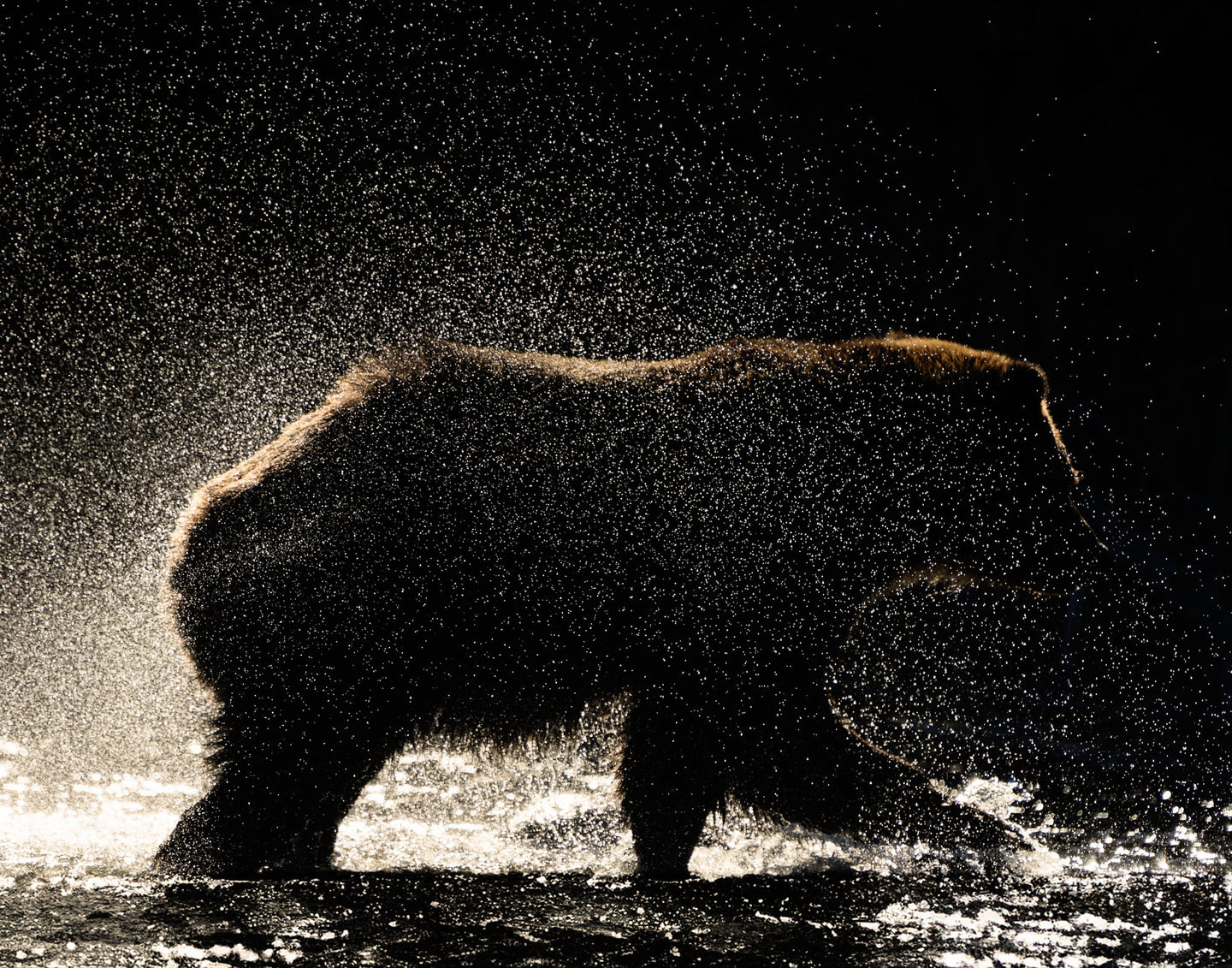 Silhouette image of a grizzly bear shaking water off its body