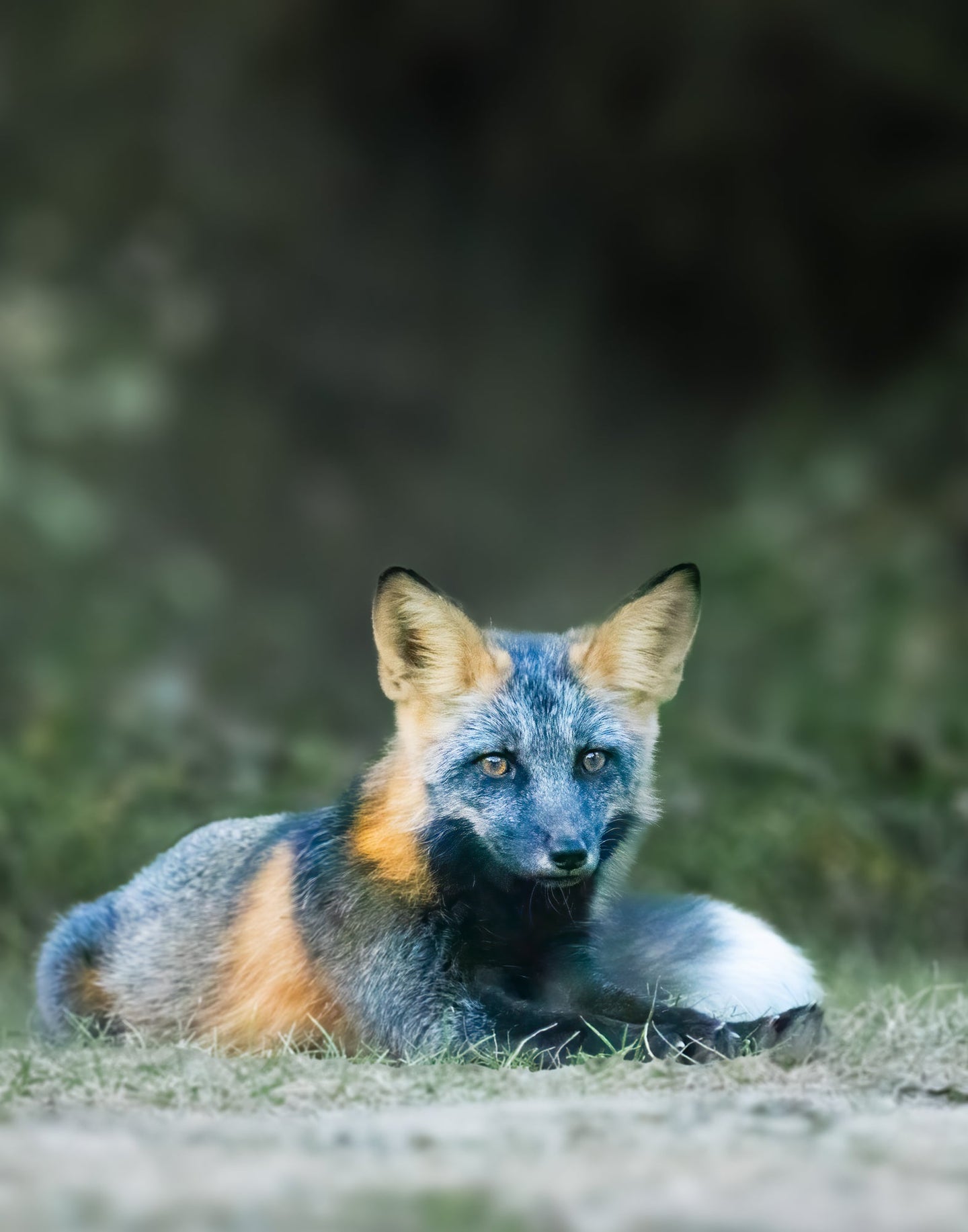 cross fox resting on the ground
