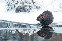 Charger l&#39;image dans la galerie, beaver in canada
