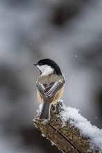 Charger l&#39;image dans la galerie, portrait of a chickadee
