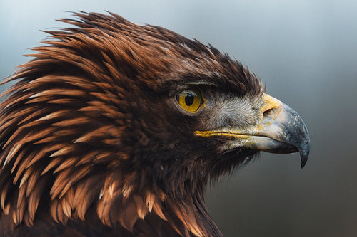 portrait of a golden eagle