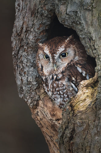 Red faced eastern screech owl in Ontario Canada