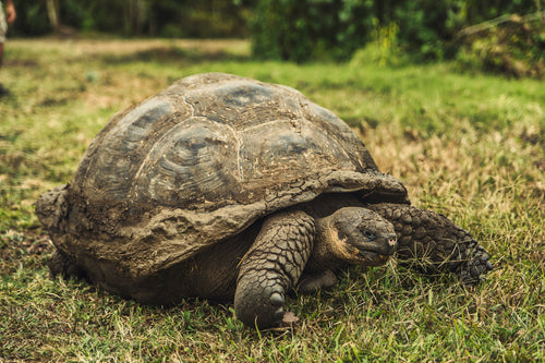 galapagos giant tortoise 