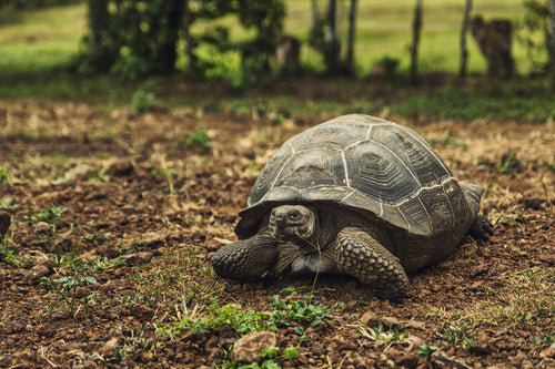 portrait of a galapagos giant tortoise