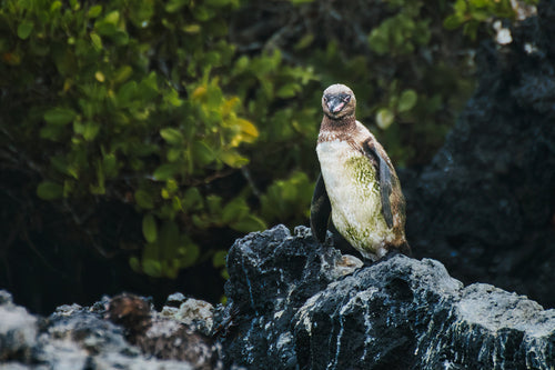 galapagos penguin standing on lava rock