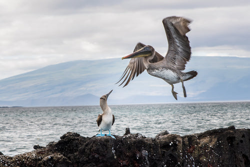 blue footed booby admiring a galapagos brown pelican