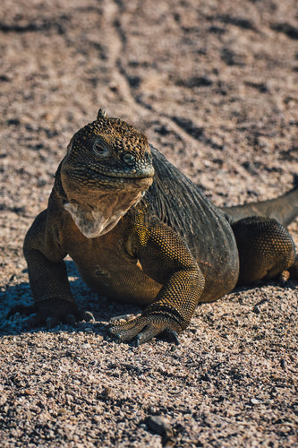 portait of a galapagos land iguana