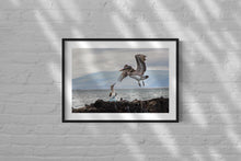Charger l&#39;image dans la galerie, La vie des oiseaux des Galapagos
