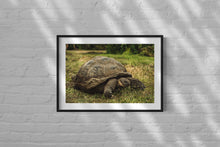 Cargar imagen en el visor de la galería, Galapagos Giant Tortoise
